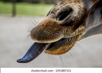 Giraffe tongue mouth and head close ups 
