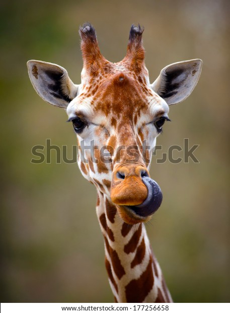 Giraffe Tongue Out Portrait Stock Photo (Edit Now) 177256658