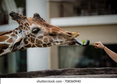 Giraffe Tongue Stick