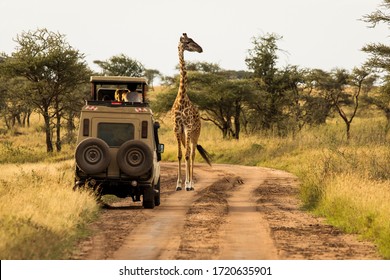 Giraffe with trees in background during sunset safari in Serengeti National Park, Tanzania. Wild nature of Africa. Safari car in the road