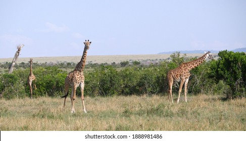 Giraffe With Trees On Kenyan Safari