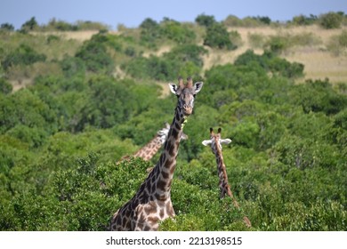 Giraffe Trying To Hide In Low Bushes In Masai Mara