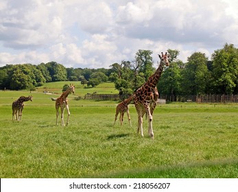 948 Grass Car Park Uk Images, Stock Photos & Vectors 