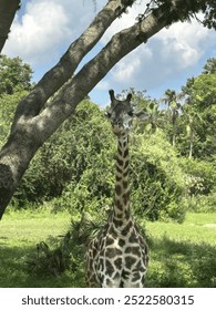Giraffe under a tree with multiple branches