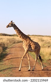 Giraffe Walking The Maasai Mara