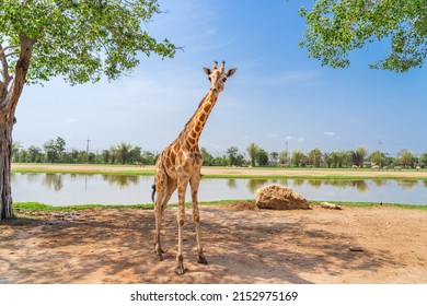 Giraffe walking in outdoor park,The giraffe is a mammal of the family Giraffidae, a long-necked ruminant. - Shutterstock ID 2152975169
