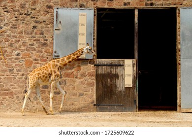 A Giraffe walking up to a stable