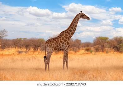 Girafa caminando sobre hierba amarilla en el Parque Nacional Ethosa - Namibia, África