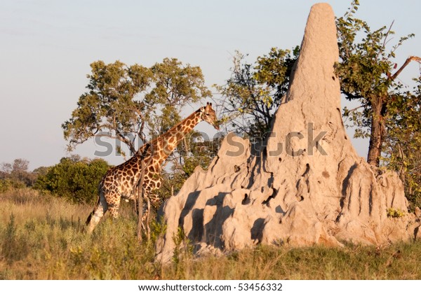A giraffe walks behind a\
termite mound in the bushland of the Okavango Delta in\
Botswana.