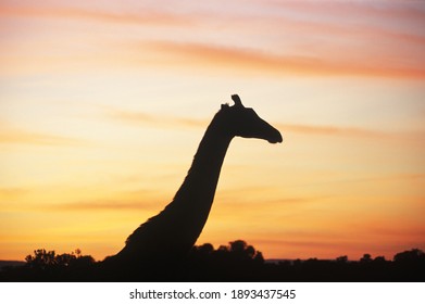 Giraffe walks the savanna at sunset