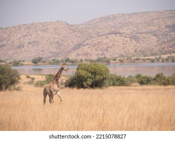 Giraffe Walks Through Tall Dry Grassland Landscape