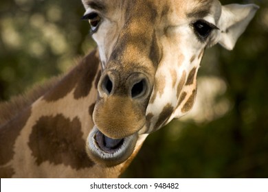 Giraffe teeth Images, Stock Photos & Vectors | Shutterstock Giraffe teeth Images, Stock Photos & Vectors | Shutterstock