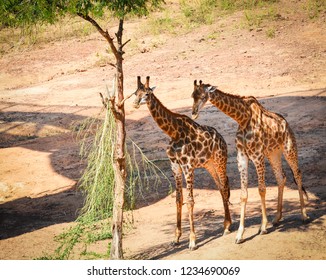 giraffe in the wild / young giraffe eating leaves on the tree on top view - Africa giraffe under shadow tree in summer day