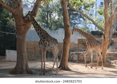 Giraffe,
Wildlife,
Animal,
Safari,
Tall,
Nature,
Africa,
Mammal,
Long neck,
Spots,
Herbivore,
Zoo,
Savanna,
Exotic,
Gentle giant,
Wild,
Natural habitat,
Scenic,
Endangered,
Beautiful - Powered by Shutterstock