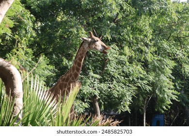 Giraffe,
Wildlife,
Animal,
Safari,
Tall,
Nature,
Africa,
Mammal,
Long neck,
Spots,
Herbivore,
Zoo,
Savanna,
Exotic,
Gentle giant,
Wild,
Natural habitat,
Scenic,
Endangered,
Beautiful - Powered by Shutterstock