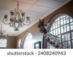 Giraffe in window at Giraffe manor