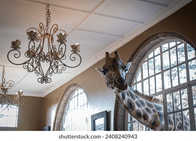 Giraffe in window at Giraffe manor