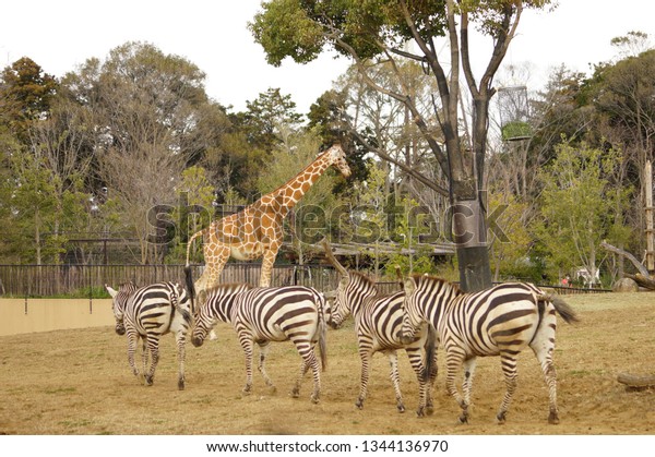 https://image.shutterstock.com/image-photo/giraffe-zebra-600w-1344136970.jpg