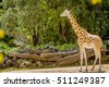 zoo giraffe