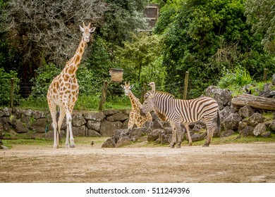 giraffe, zebra and ostrich in a wildlife park, zoo safari