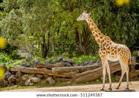 giraffe, zebra and ostrich in a wildlife park, zoo safari