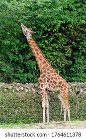 A Giraffe at the zoo