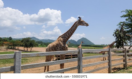 Giraffe zoo