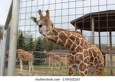 giraffe at zoo near fence - Shutterstock ID 1769102267