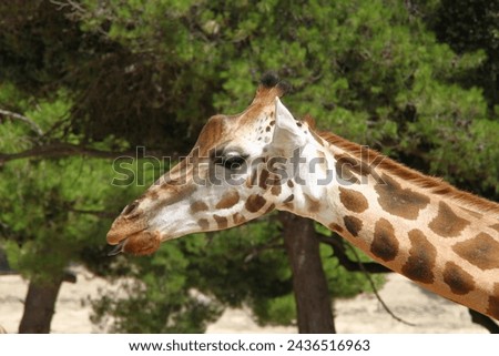 giraffe, zoo, savannah, neck, mammal, animal, copenhagen zoo, Kenya, Uganda, Sudan, wildlife, herbivore, safari, africa