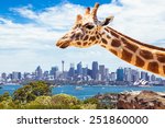 Giraffe at  Zoo, Sydney looks towards the financial district. Australia.