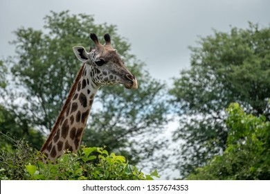 Giraffe Zoom on Face - Shutterstock ID 1357674353