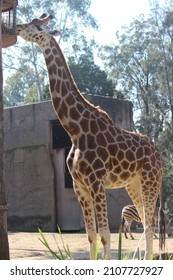 Giraffee Eating At Melbourne Zoo