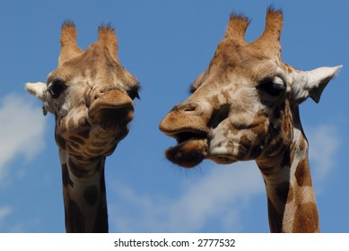 giraffes