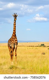 Giraffes In African Jungle