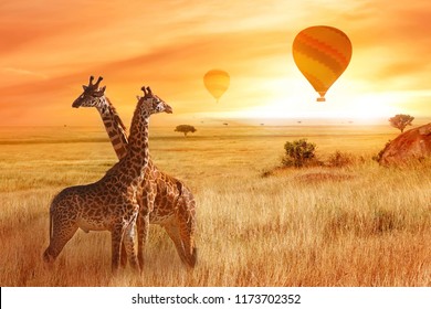 Giraffes in the African savanna against the background of the orange sunset. Flight of a balloon in the sky above the savanna. Africa. Tanzania.