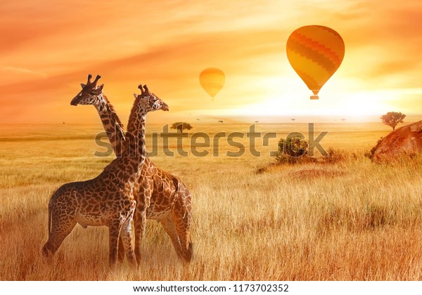 オレンジの夕日の背景にアフリカのサバンナにキリン サバンナの上空に飛ぶ風船 アフリカ タンザニア の写真素材 今すぐ編集