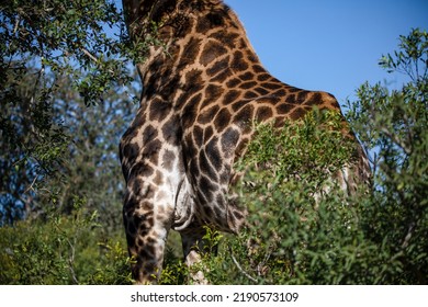 Giraffe's body eating from the trees of the African savannah in South Africa under a blue sky, this mammalian and herbivorous animal is one of the stars of the safaris.