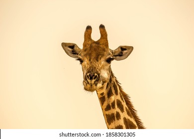 Giraffes Can Run As Fast As 35 Miles An Hour Over Short Distances, Or Cruise At 10 Mph Over Longer Distances