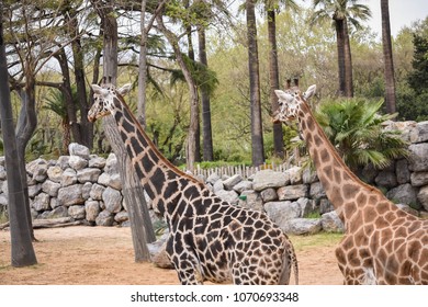 Giraffes Captivity Zoo Stock Photo 1070693348 | Shutterstock