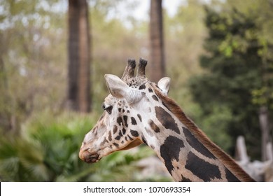 Two Giraffe Heads Stock Photo 1264650436 | Shutterstock