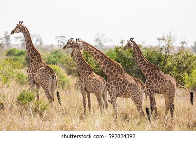 Giraffes In Chobe National Park, Botswana