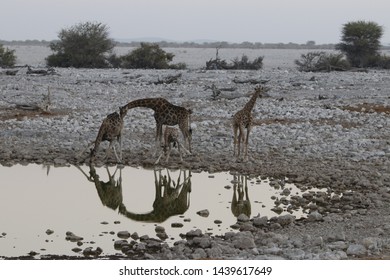 Giraffe Drinking Water Stock Photos Images Photography Shutterstock