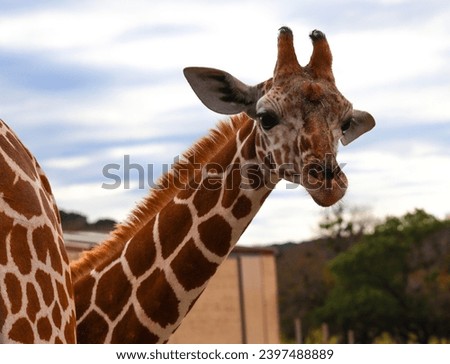 Giraffes at a drive thru zoo