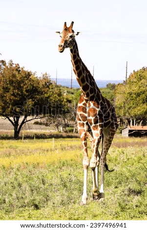 giraffes at a drive thru zoo