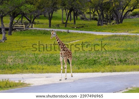 giraffes at a drive thru zoo