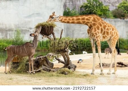 Giraffes during feeding on a sunny day.