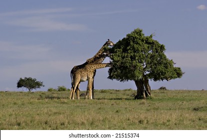 Giraffes eating in Masai Mara kenya