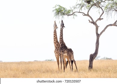 Giraffes are eating from tall tree