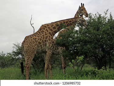 Giraffes eating from a tree in Kruger National Park South Africa