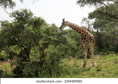 Giraffes are eating tree leaf on the field of Murchison national park, Uganda